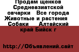 Продам щенков Среднеазиатской овчарки - Все города Животные и растения » Собаки   . Алтайский край,Бийск г.